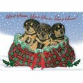 Pipsqueak Productions Rottweiler Pups Christmas Boxed Cards -10PK PI392950